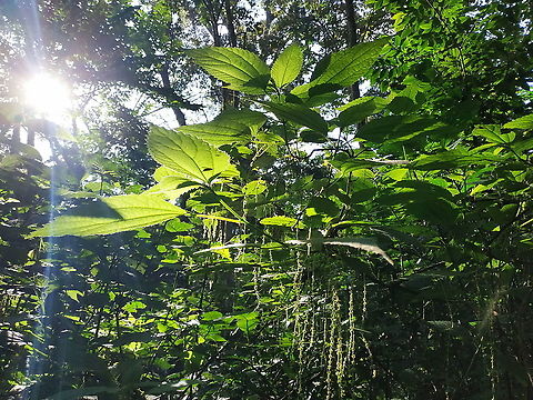 Boehmeria platyphylla  Boehmeria platyphylla,Geotagged,Rwanda,Spring