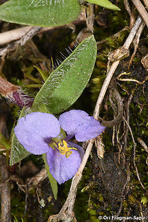 Cyanotis vaga  Cyanotis vaga,Geotagged,Rwanda,Spring