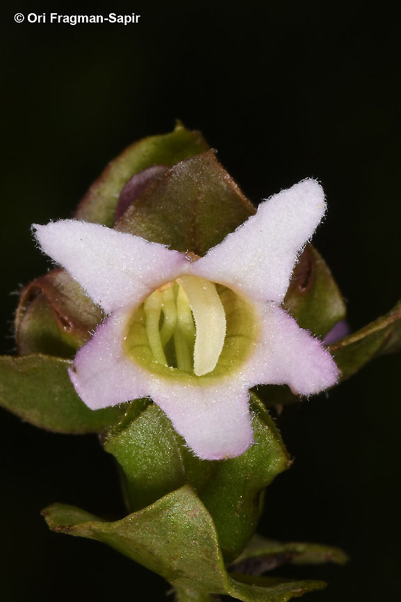 Harveya alectroides  Geotagged,Harveya alectroides,Rwanda,Spring