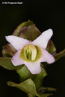 Harveya alectroides  Geotagged,Harveya alectroides,Rwanda,Spring