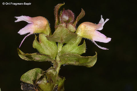 Harveya alectroides  Geotagged,Harveya alectroides,Rwanda,Spring