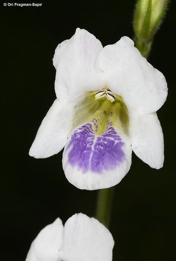 Asystasia gangetica ssp. micrantha Rwanda, Akagera National Park Asystasia gangetica,Chinese violet,Geotagged,Rwanda,Spring
