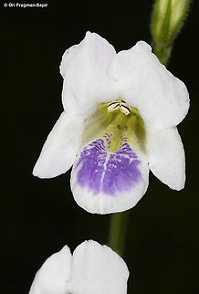 Asystasia gangetica ssp. micrantha Rwanda, Akagera National Park Asystasia gangetica,Chinese violet,Geotagged,Rwanda,Spring