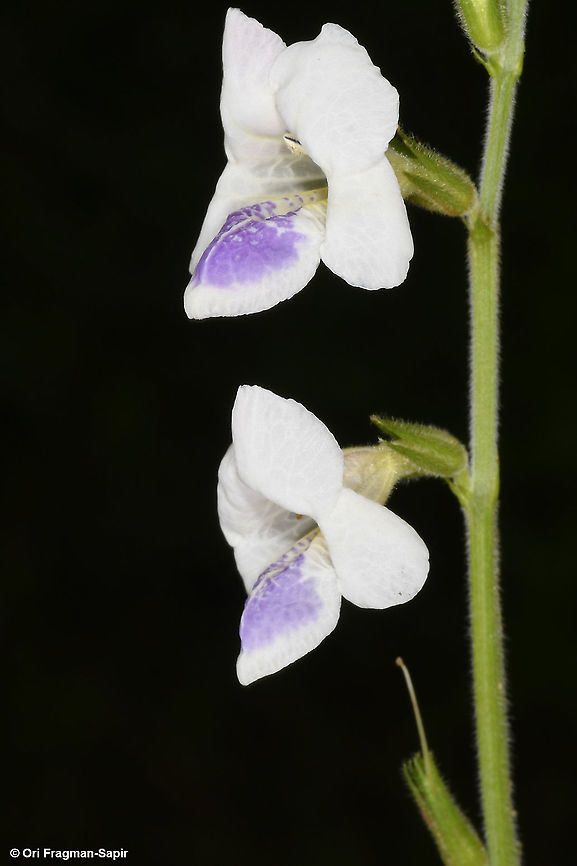 Asystasia gangetica ssp. micrantha Rwanda, Akagera National Park Asystasia gangetica,Chinese violet,Geotagged,Rwanda,Spring
