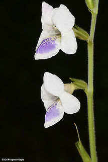 Asystasia gangetica ssp. micrantha Rwanda, Akagera National Park Asystasia gangetica,Chinese violet,Geotagged,Rwanda,Spring