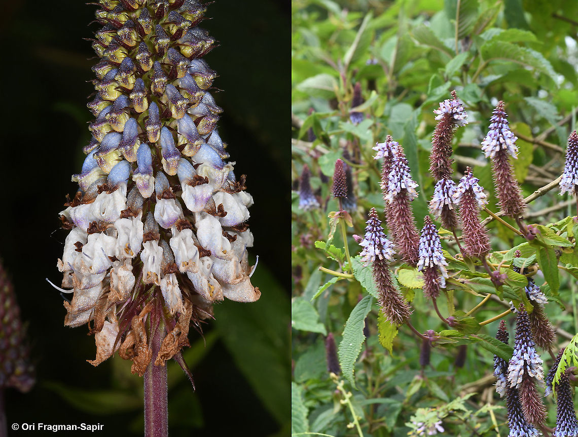Pycnostachys goetzenii  Geotagged,Pycnostachys goetzenii,Rwanda,Spring