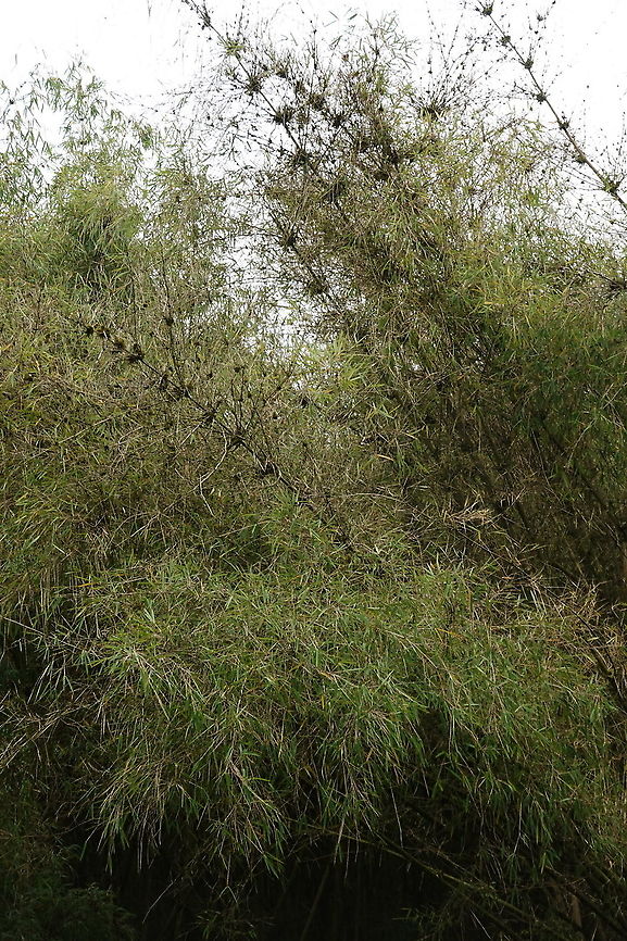 Yushania alpina  Yushania alpina