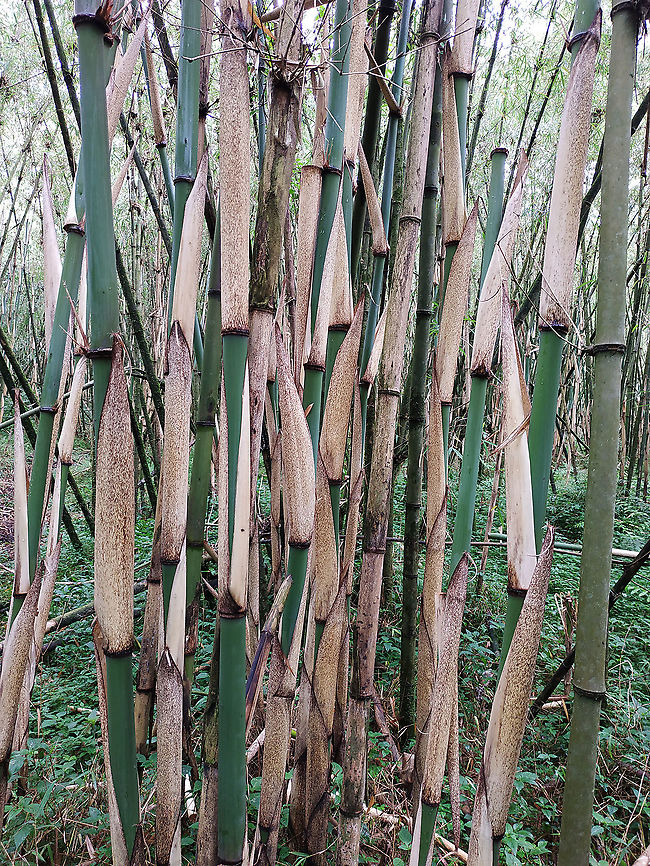 Yushania alpina  Geotagged,Rwanda,Spring,Yushania alpina