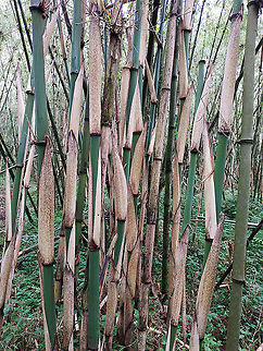 Yushania alpina  Geotagged,Rwanda,Spring,Yushania alpina