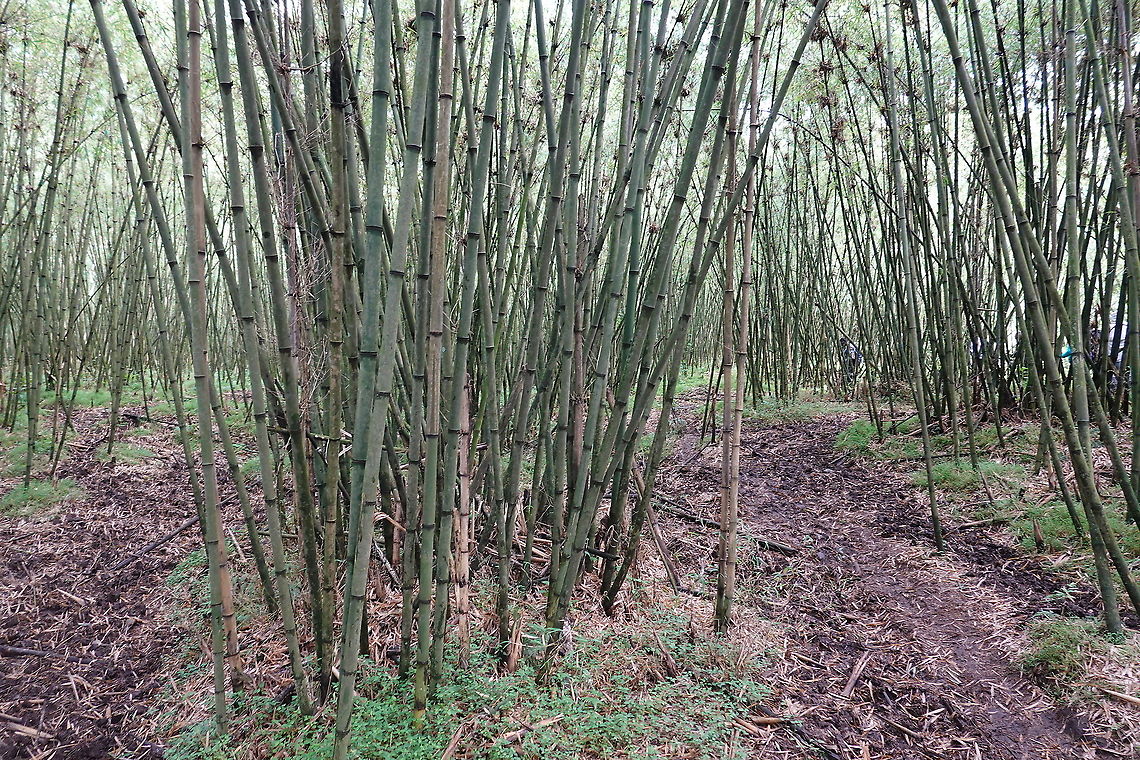 Yushania alpina Rwanda, Volcanoes National Park African Alpine Bamboo,Geotagged,Rwanda,Spring,Yushania alpina