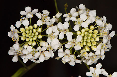 Peltaria angustifolia