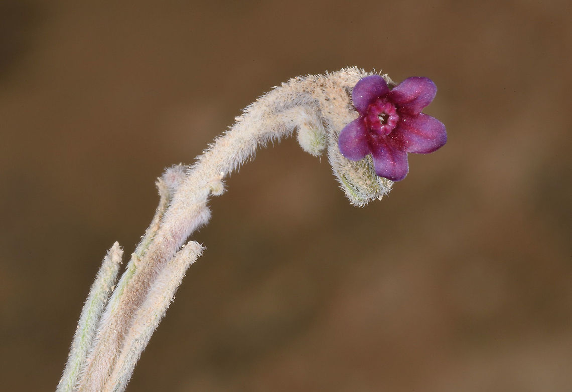 Paracaryum rugulosum  Paracaryum rugulosum