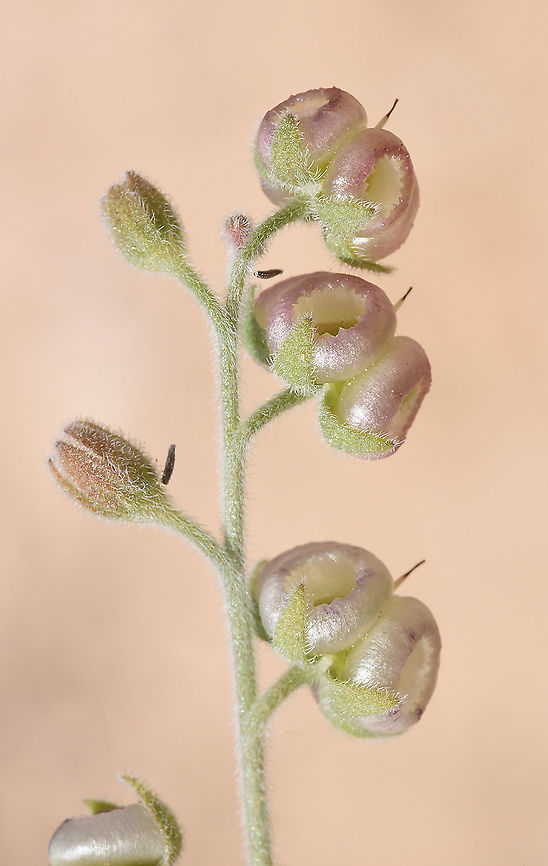 Paracaryum rugulosum S Israel, Negev Highlands, Nahal Lotz Geotagged,Israel,Paracaryum rugulosum,Spring