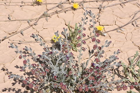 Paracaryum rugulosum S Israel, Eilat Mts Geotagged,Israel,Paracaryum rugulosum,Winter
