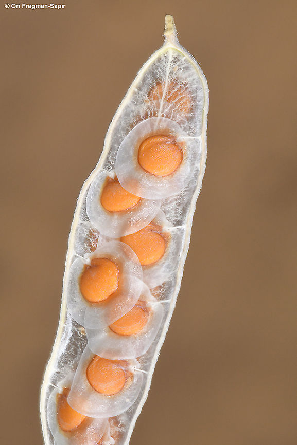 Farsetia aegyptia  Farsetia aegyptia,Geotagged,Israel,Winter