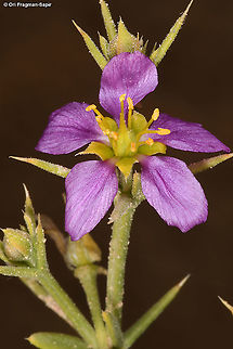 Fagonia arabica  Fagonia arabica,Geotagged,Israel,Winter