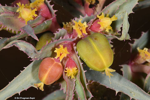 Euphorbia retusa  Euphorbia retusa,Geotagged,Israel,Winter