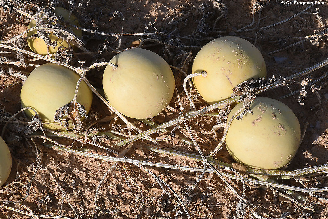 Citrullus colocynthis  Citrullus colocynthis,Colocynth,Geotagged,Israel,Winter
