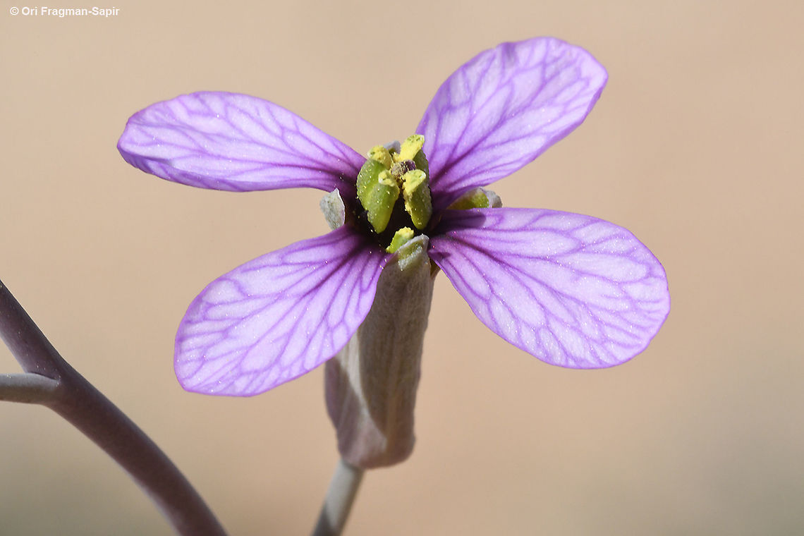 Moricandia nitens  Geotagged,Israel,Moricandia nitens,Winter