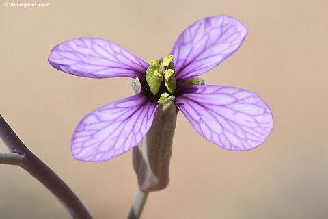 Moricandia nitens  Geotagged,Israel,Moricandia nitens,Winter
