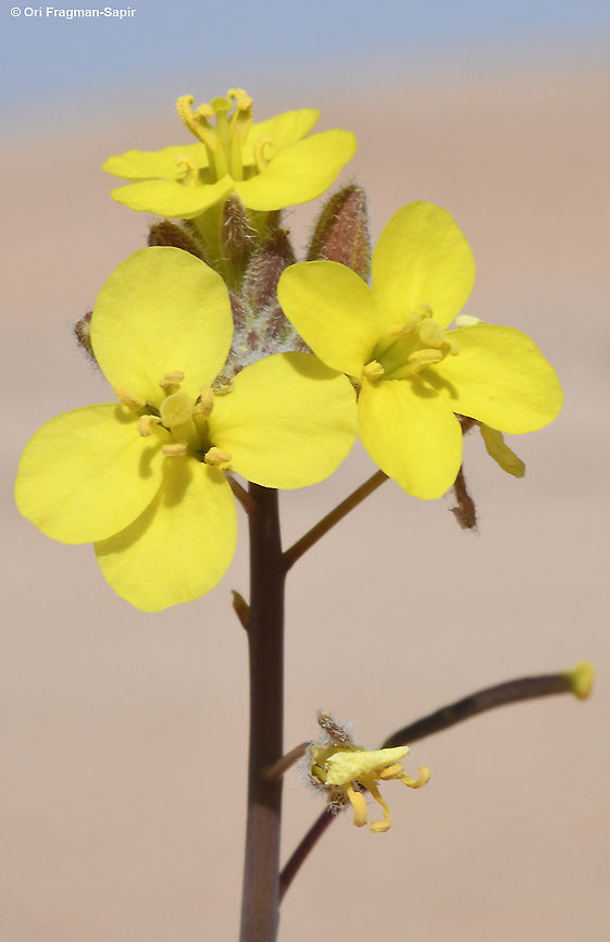 Diplotaxis harra  Diplotaxis harra,Geotagged,Israel,Winter