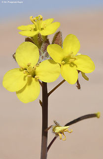 Diplotaxis harra  Diplotaxis harra,Geotagged,Israel,Winter