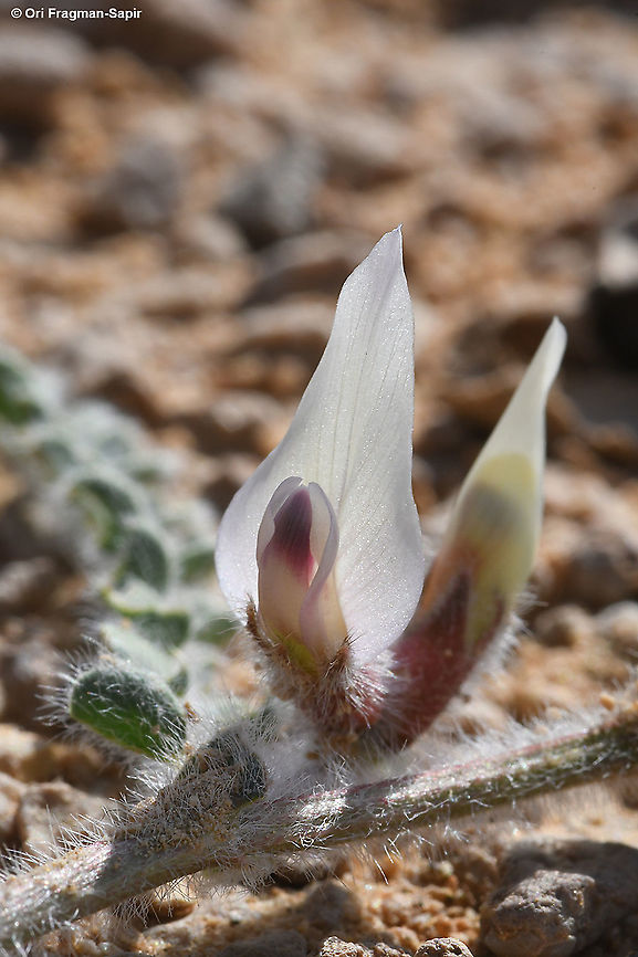 Astragalus bombycinus  Astragalus bombycinus,Geotagged,Israel,Winter