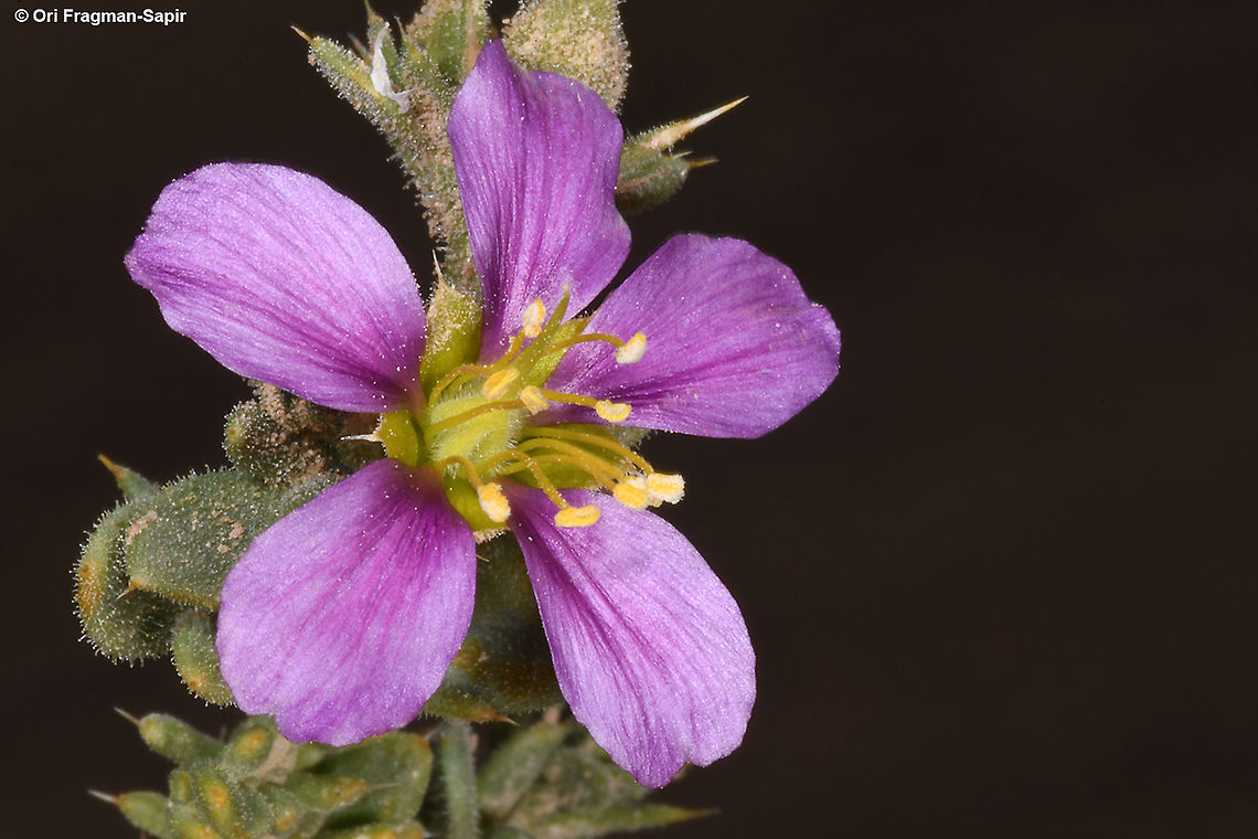 Fagonia mollis  Fagonia mollis,Geotagged,Israel,Winter