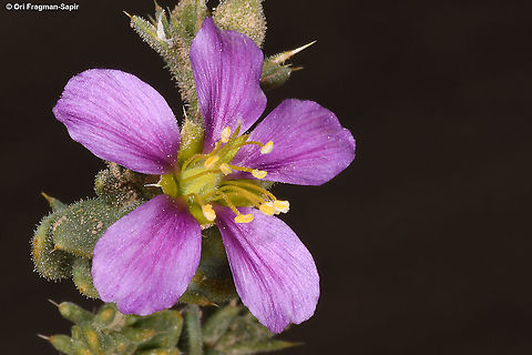 Fagonia mollis  Fagonia mollis,Geotagged,Israel,Winter