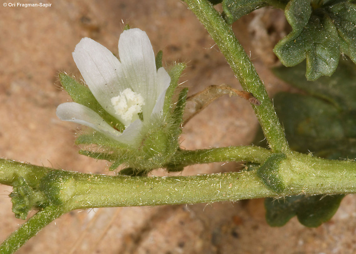 Althaea ludwigii  Althaea ludwigii,Geotagged,Israel,Winter