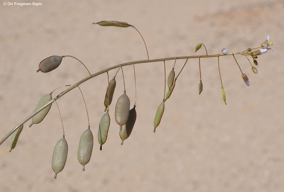 Savignya parviflora  Geotagged,Israel,Savignya parviflora,Winter