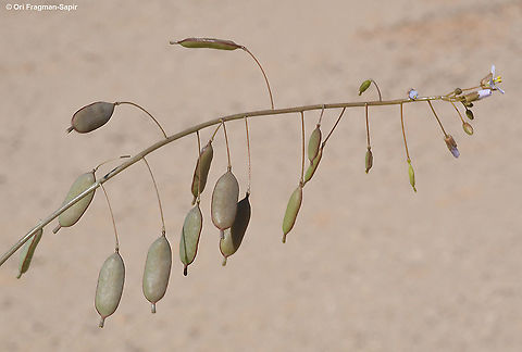 Savignya parviflora  Geotagged,Israel,Savignya parviflora,Winter