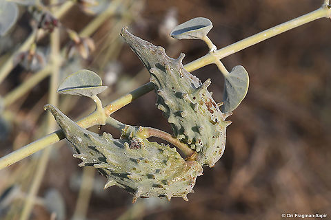 Pergularia tomentosa  Geotagged,Israel,Pergularia tomentosa,Winter