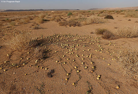 Citrullus colocynthis  Citrullus colocynthis,Colocynth