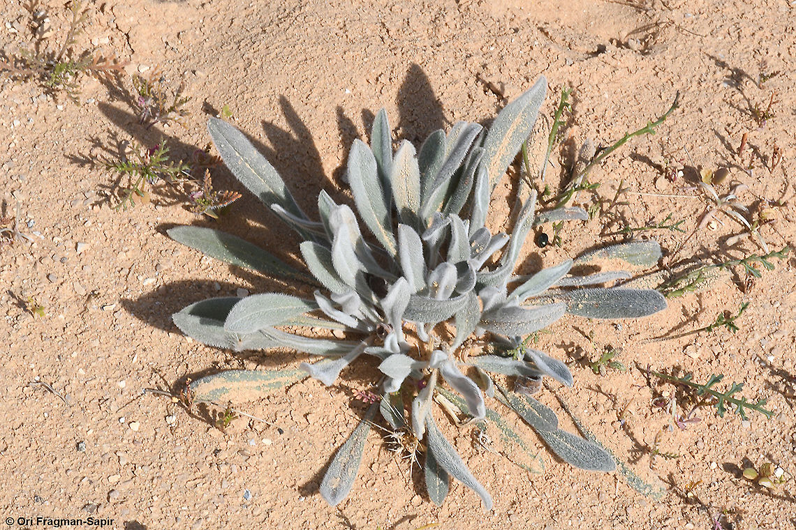 Paracaryum rugulosum  Geotagged,Israel,Paracaryum rugulosum,Winter