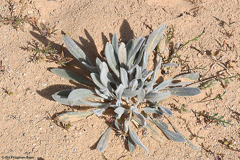 Paracaryum rugulosum  Geotagged,Israel,Paracaryum rugulosum,Winter
