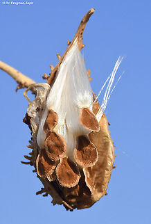 Pergularia tomentosa  Geotagged,Israel,Pergularia tomentosa,Winter