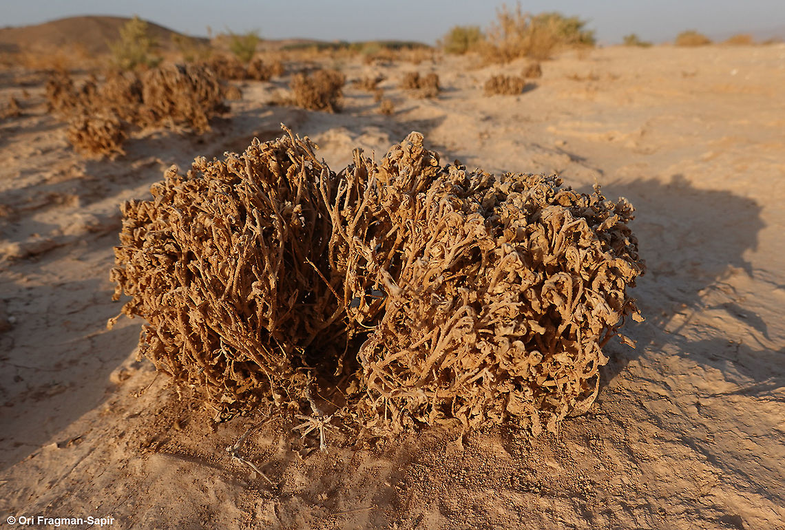 Anastatica hierochuntica  Anastatica,Anastatica hierochuntica