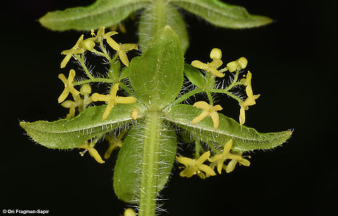 Cruciata laevipes Azerbaijan, Shahdag Azerbaijan,Cruciata laevipes,Geotagged,Summer,crosswortsmooth bedstraw