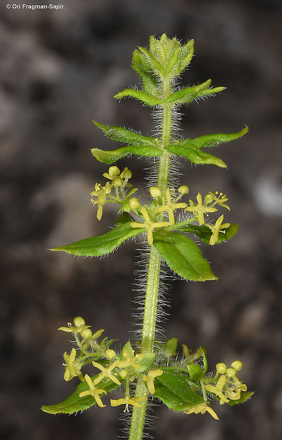 Cruciata laevipes Azerbaijan, Shahdag Azerbaijan,Cruciata laevipes,Geotagged,Summer,crosswortsmooth bedstraw