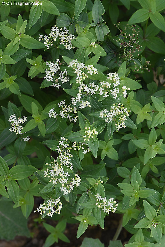 Galium valantioides Azerbaijan, Shahdag Azerbaijan,Galium valantioides,Geotagged,Summer
