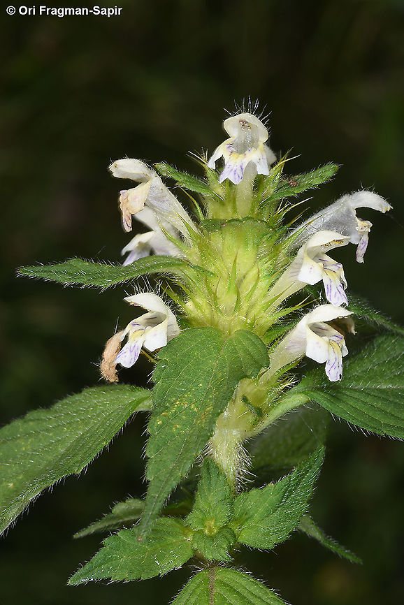 Galeopsis bifida Azerbaijan, Shahdag Azerbaijan,Galeopsis bifida,Geotagged,Summer