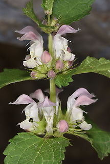 Lamium album Azerbaijan, Shahdag Azerbaijan,Geotagged,Lamium album,Summer