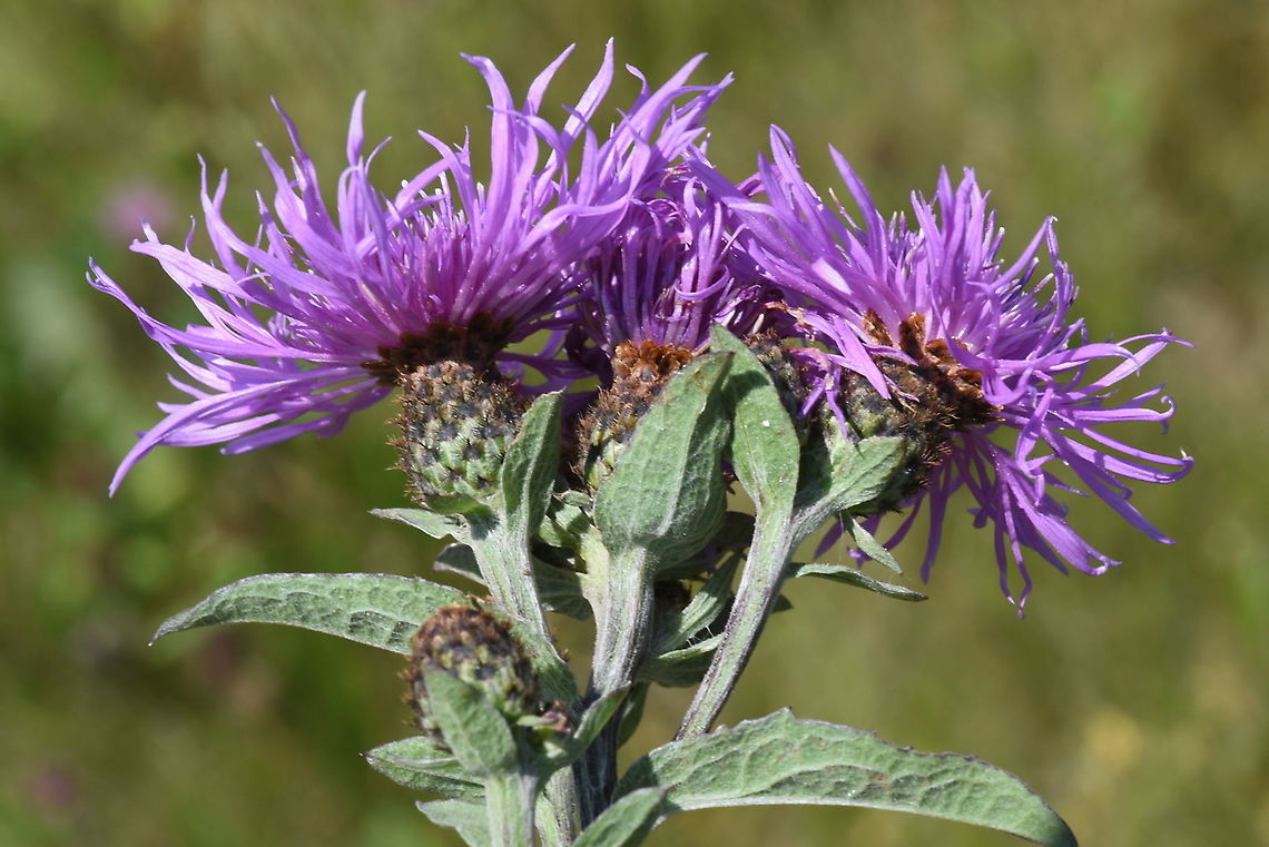 Centaurea phrygia ssp. abbreviata Azerbaijan, Shahdag Azerbaijan,Centaurea phrygia,Geotagged,Summer