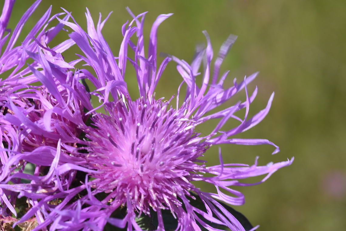 Centaurea phrygia ssp. abbreviata Azerbaijan, Shahdag Azerbaijan,Centaurea phrygia,Geotagged,Summer