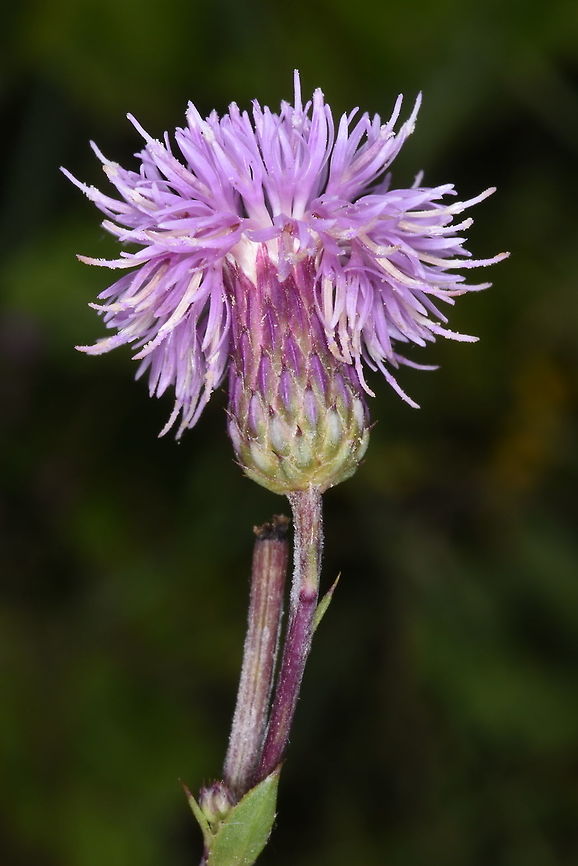 Cirsium arvense Azerbaijan, Shahdag Azerbaijan,Cirsium arvense,Geotagged,Summer