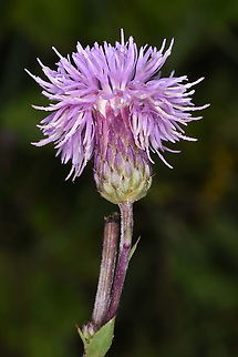 Cirsium arvense Azerbaijan, Shahdag Azerbaijan,Cirsium arvense,Geotagged,Summer