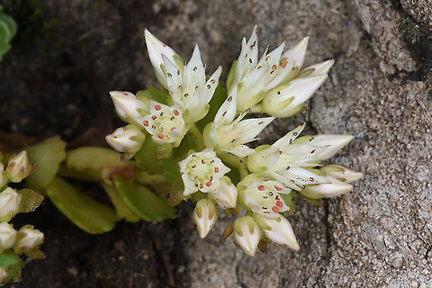 Phedimus spurius Azerbaijan, Shahdag Azerbaijan,Geotagged,Rockcress,Sedum spurium,Summer