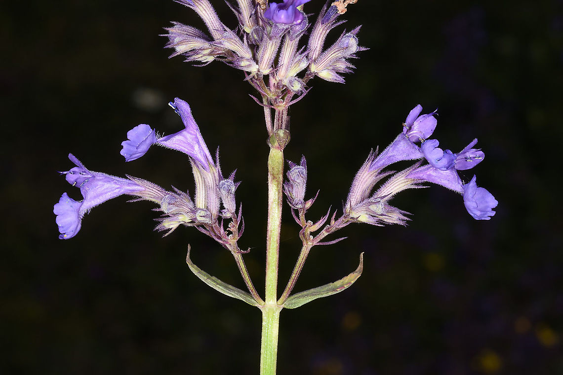 Nepeta grandiflora Azerbaijan, Shahdag Azerbaijan,Geotagged,Nepeta grandiflora,Summer