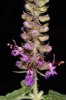 Teucrium hircanicum  Azerbaijan,Geotagged,Summer,Teucrium hircanicum